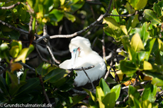 Galapagos-Tiere33.jpg